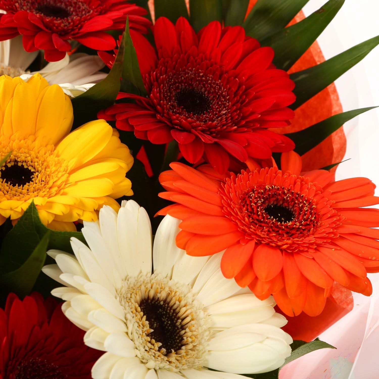 A Gerbera Special Daisy Bouquet